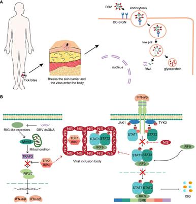 Antiviral immunity of severe fever with thrombocytopenia syndrome: current understanding and implications for clinical treatment
